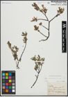 Foto von Salix arbuscula L.
